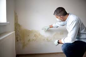 Why You Should Choose Our Mold Remediation Services in Wurtland, KY